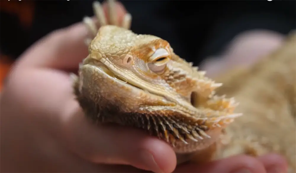 Other Common Bearded Dragon Eyes Problems