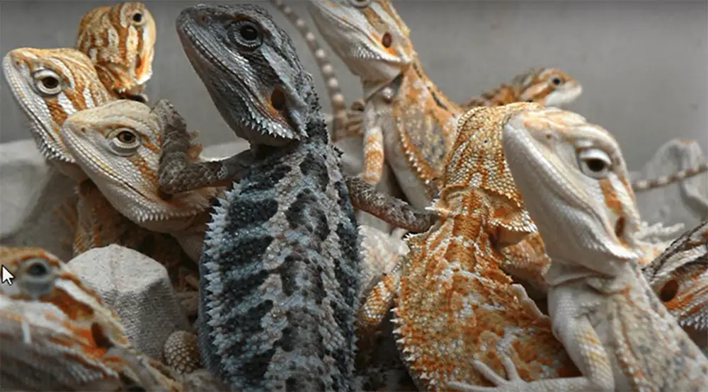 Bearded Dragons Common Form