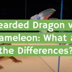 Bearded Dragon vs. Chameleon: What are the Differences?