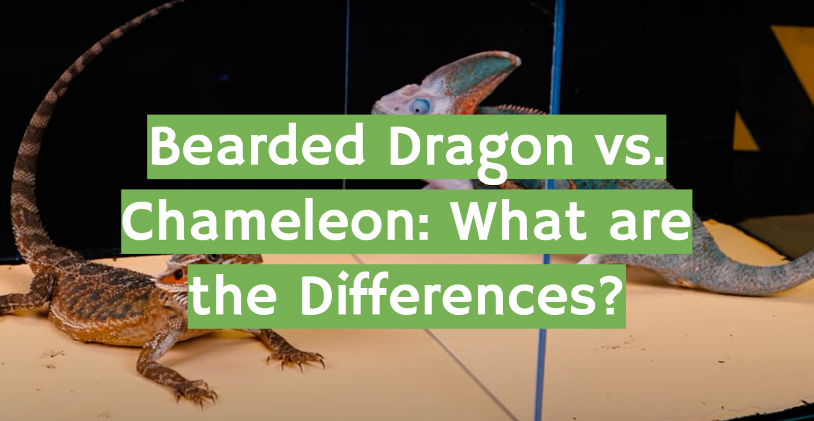 Bearded Dragon vs. Chameleon: What are the Differences?