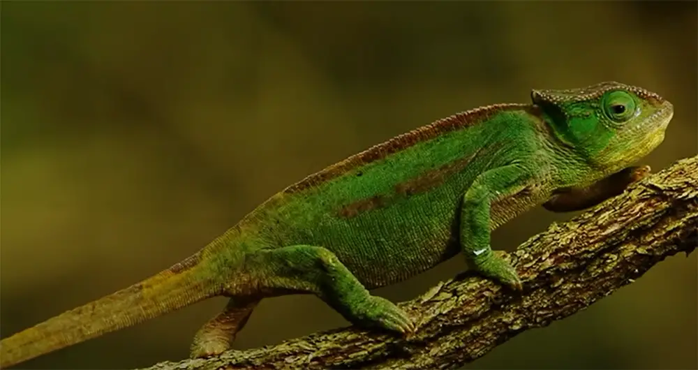 Chameleons Habitat