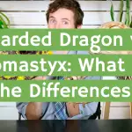 Bearded Dragon vs. Uromastyx: What are the Differences?