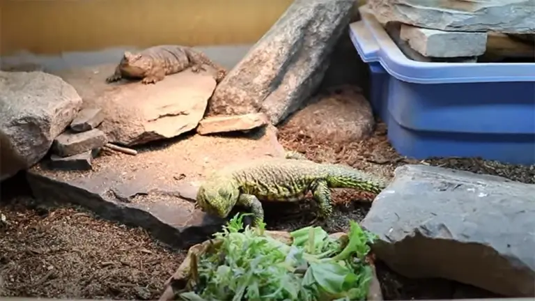 Bearded Dragon vs. Uromastyx: What are the Differences? - ReptileProfy