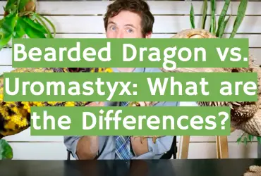 Bearded Dragon vs. Uromastyx: What are the Differences?