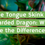 Blue Tongue Skink vs. Bearded Dragon: What are the Differences?