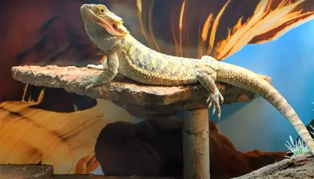 Blue Tongue Skink vs. Bearded Dragon: What are the Differences ...