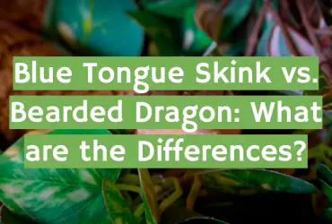 Blue Tongue Skink vs. Bearded Dragon: What are the Differences?