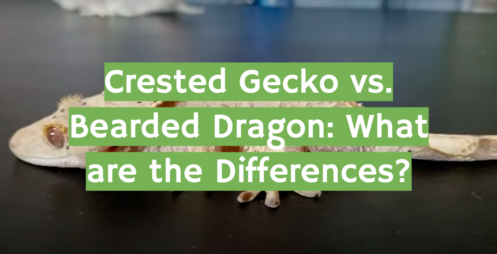 Crested Gecko vs. Bearded Dragon: What are the Differences?