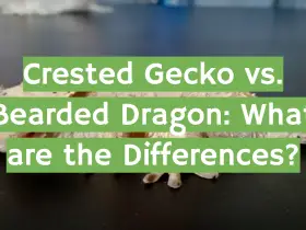 Crested Gecko vs. Bearded Dragon: What are the Differences?