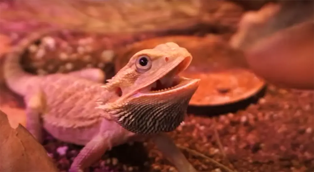 Bearded dragon vs. Crested gecko: which one is good for beginners?