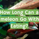 How Long Can a Chameleon Go Without Eating?