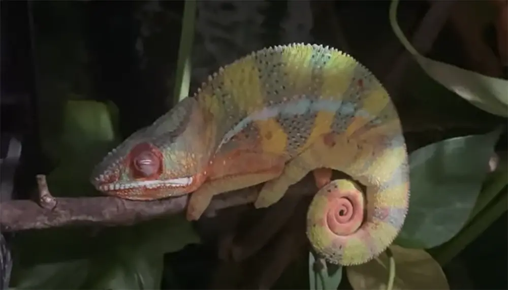 When your chameleon doesn’t eat, what does it mean?