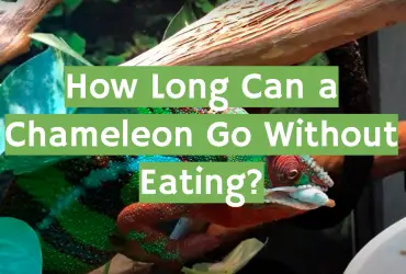 How Long Can a Chameleon Go Without Eating?
