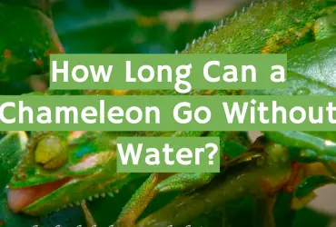 How Long Can a Chameleon Go Without Water?