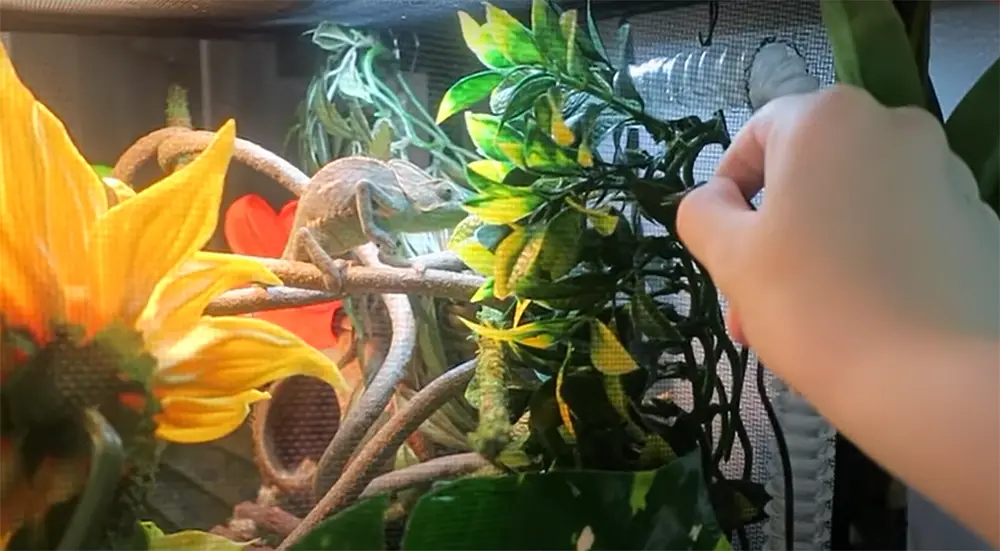 Making Sure Your Chameleon Is Looked After