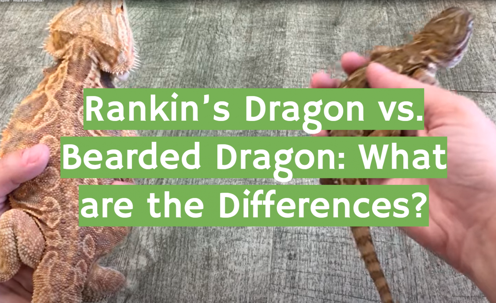 Rankin’s Dragon vs. Bearded Dragon: What are the Differences?