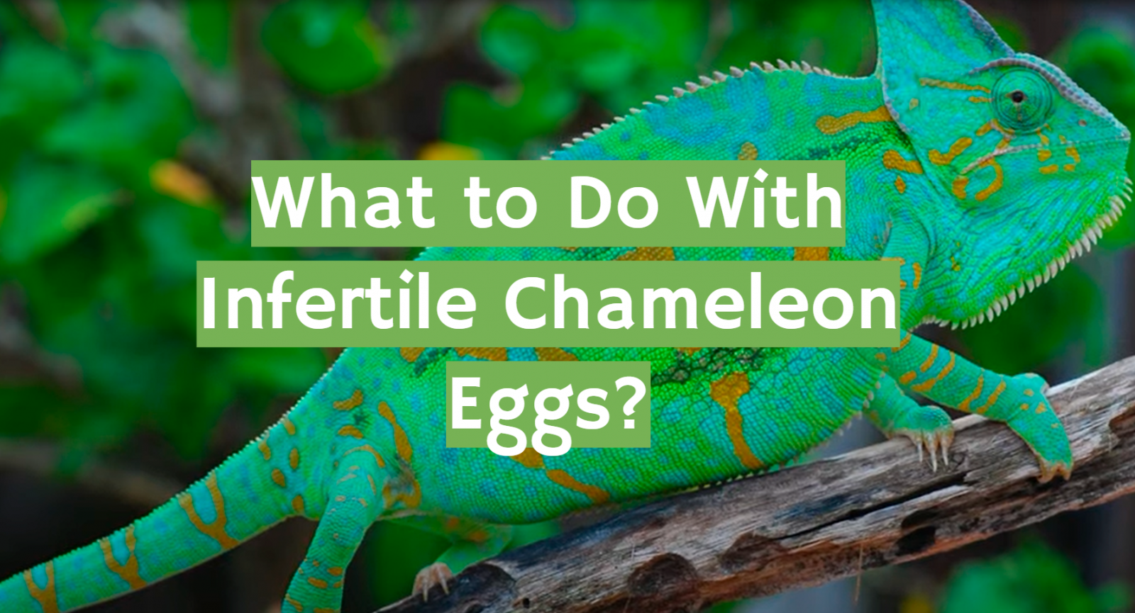 What to Do With Infertile Chameleon Eggs?