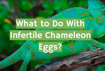 What to Do With Infertile Chameleon Eggs?