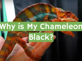 Why is My Chameleon Black?