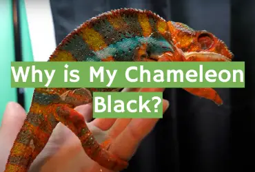 Why is My Chameleon Black?