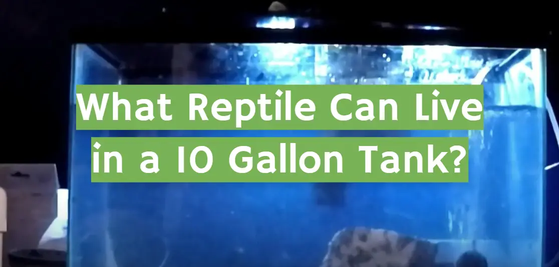 what-reptile-can-live-in-a-10-gallon-tank-reptileprofy