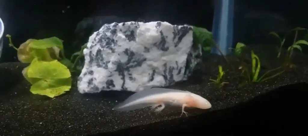 Axolotl Live in a 10 Gallon Tank