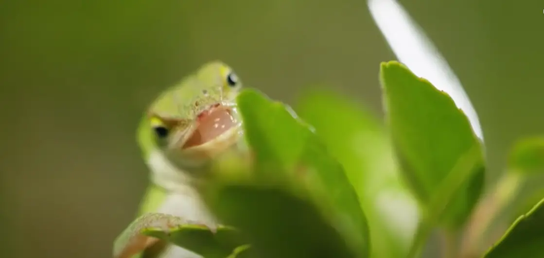 How Long Can a Lizard Live Without Food? ReptileProfy