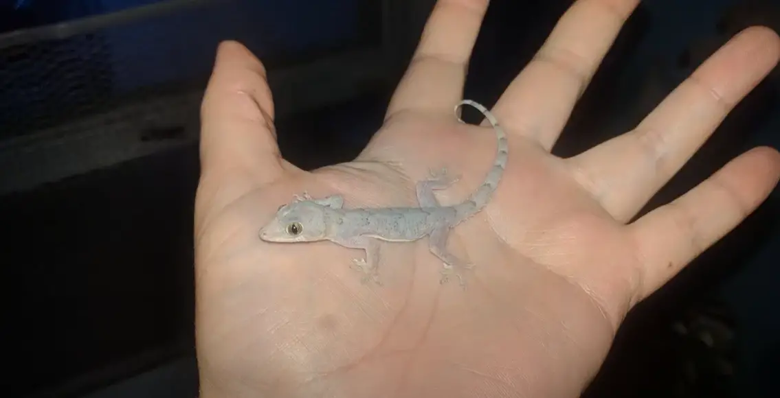 How Long Can a Lizard Live Without Food? ReptileProfy