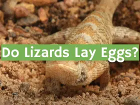 Do Lizards Lay Eggs?