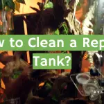 Clean a Reptile Tank