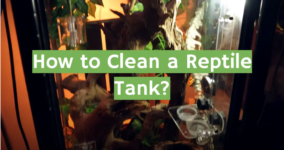 Clean a Reptile Tank