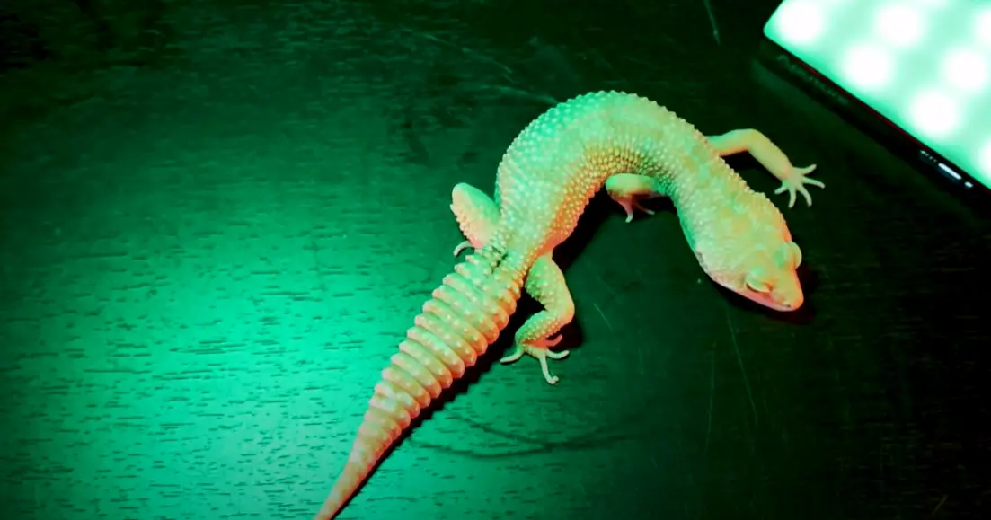 What Lizards Change Colors? ReptileProfy