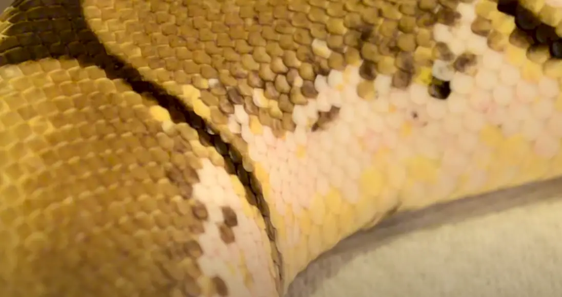 How to Get Rid of Reptile Mites? ReptileProfy