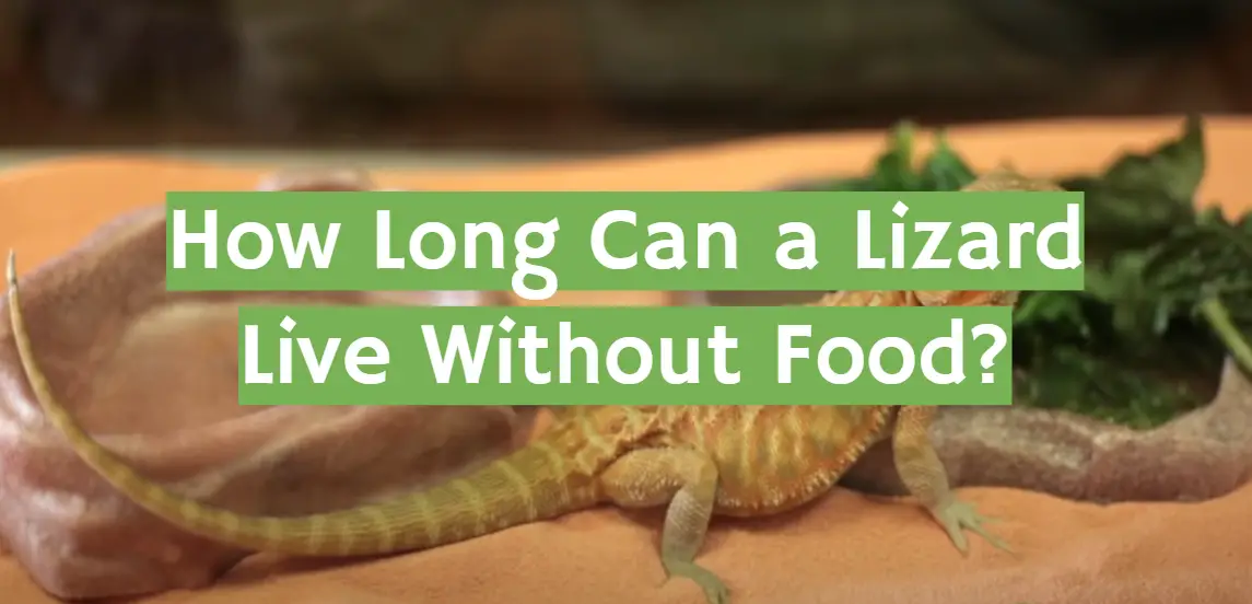 How Long Can a Lizard Live Without Food?