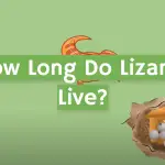 How Long Do Lizards Live?