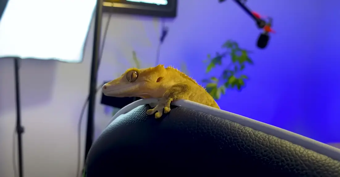 How Long Do Lizards Live? ReptileProfy