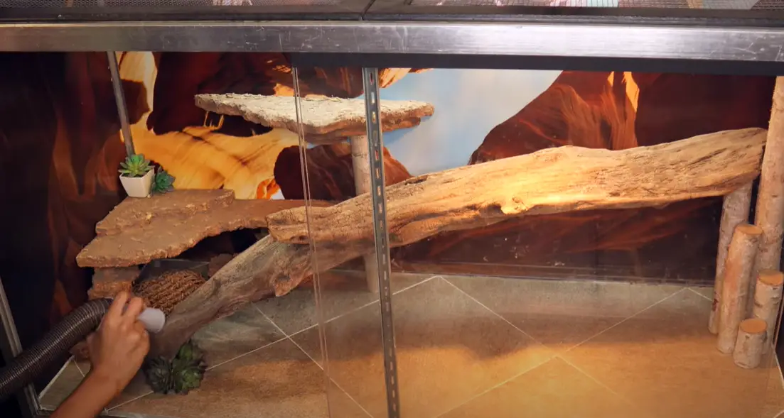 How to Clean a Reptile Tank? ReptileProfy