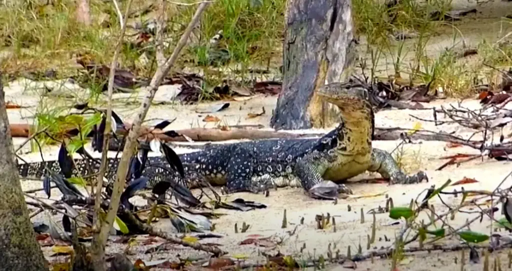 How Smart is a Monitor Lizard