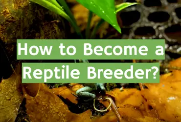 How to Become a Reptile Breeder?