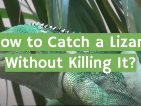 How to Catch a Lizard Without Killing It?