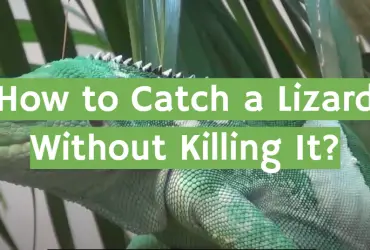 How to Catch a Lizard Without Killing It?