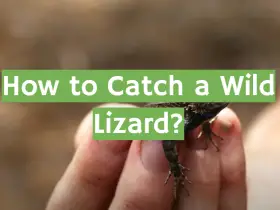 How to Catch a Wild Lizard?