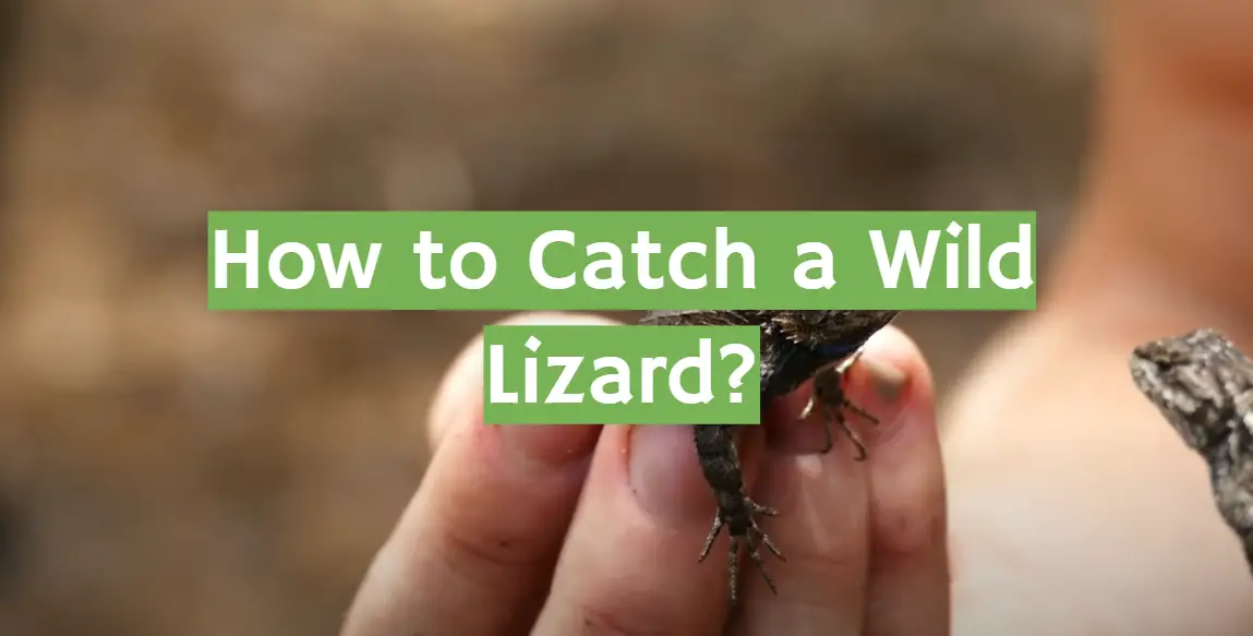 How to Catch a Wild Lizard?