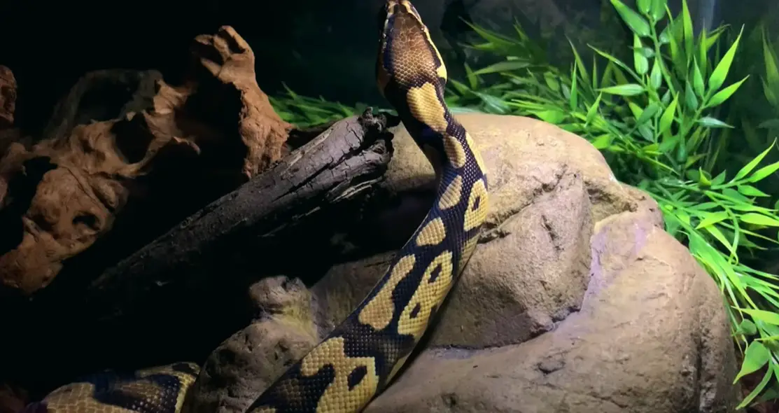 How to Clean a Reptile Tank? ReptileProfy