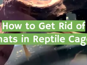 How to Get Rid of Gnats in Reptile Cage?