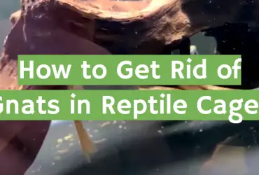 How to Get Rid of Gnats in Reptile Cage?