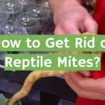 How to Get Rid of Reptile Mites?