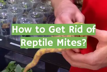 How to Get Rid of Reptile Mites?