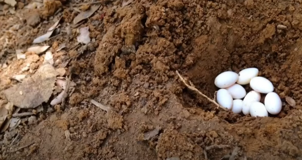Lizard Eggs and How to Identify Them