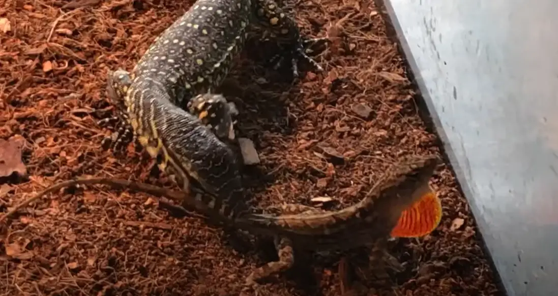 How Long Can a Lizard Live Without Food? ReptileProfy